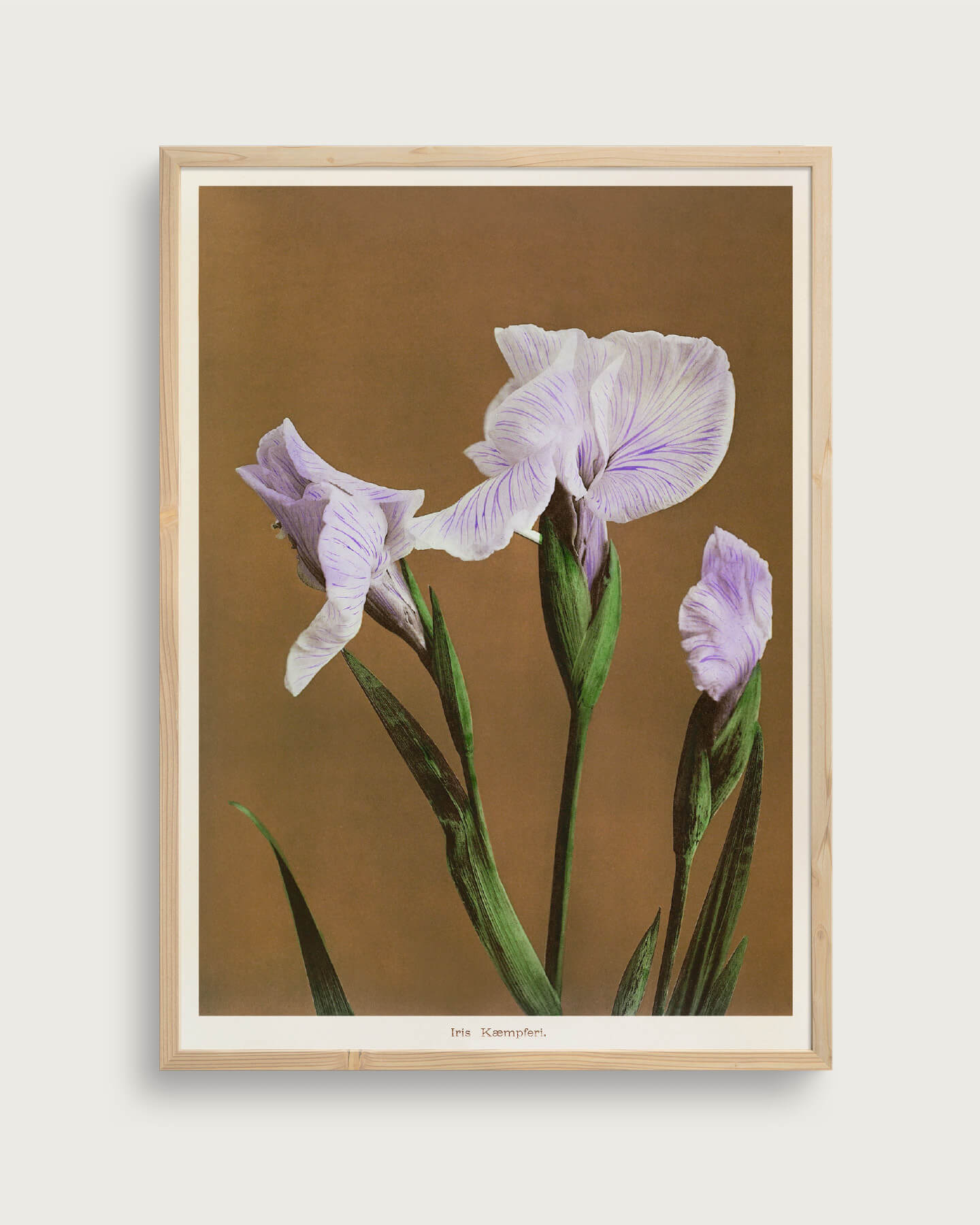 Iris Kæmpferi Størrelse 70x100 Lærredsprint Taishampx14d - Plakater