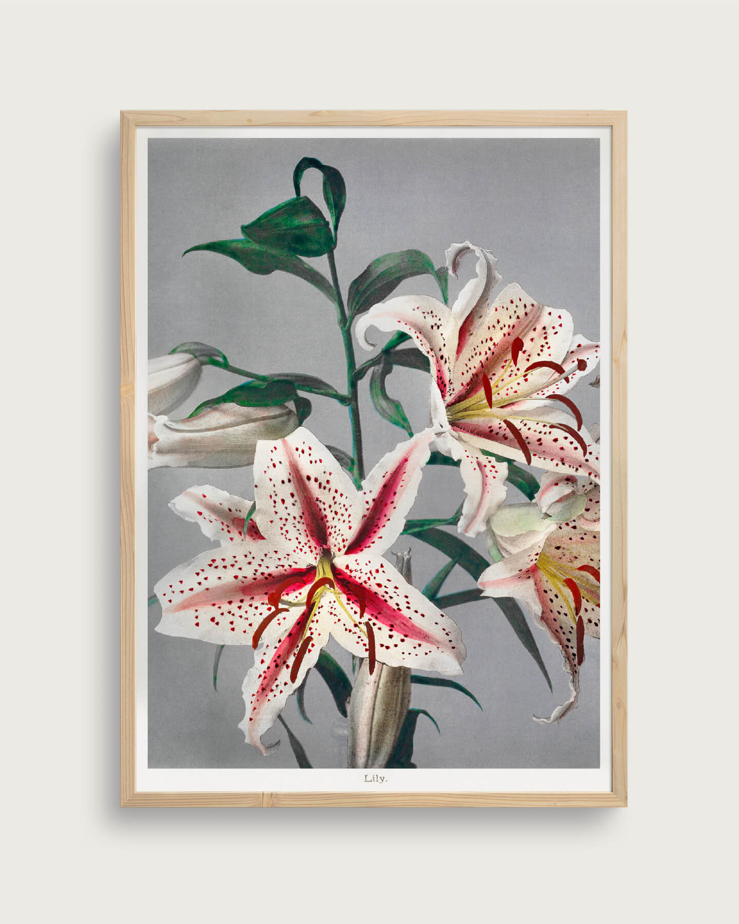 Lily Størrelse 100x140 Akustikprint Inkl Egetræsramme Taishampx14d - Plakater
